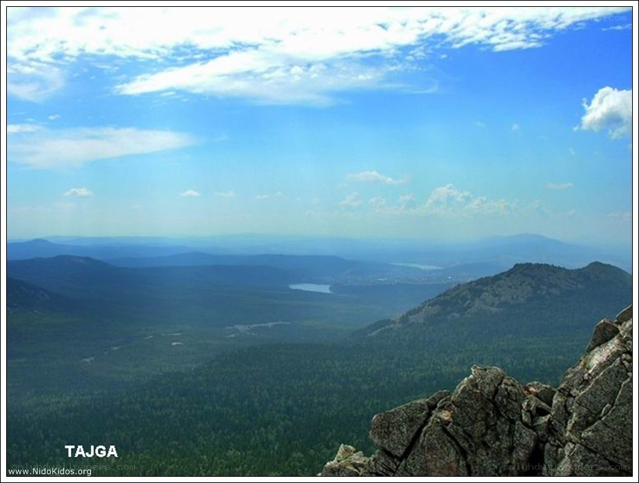 Tajga landscape view