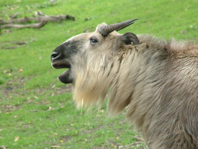 Takin Goat in Profile