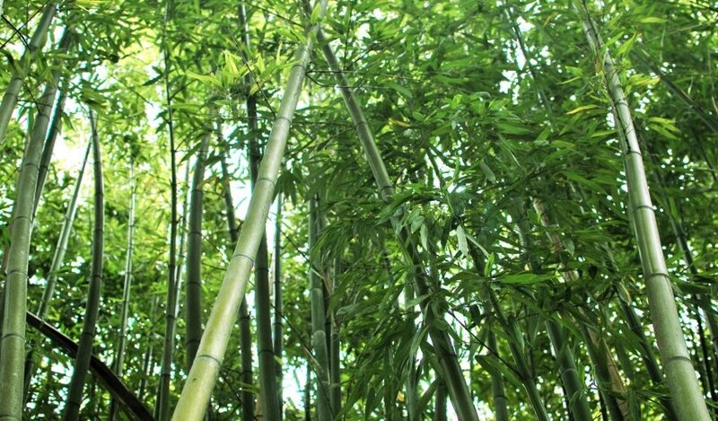 tall bamboo forest
