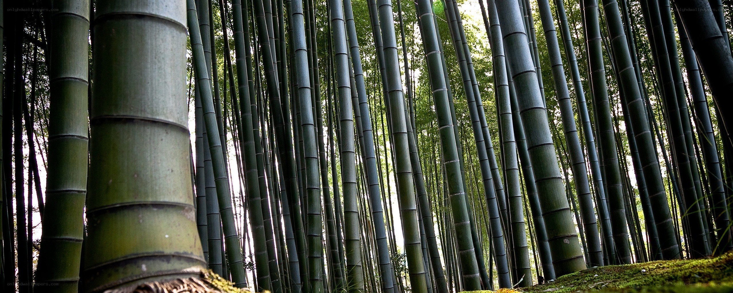Tall bamboo forest