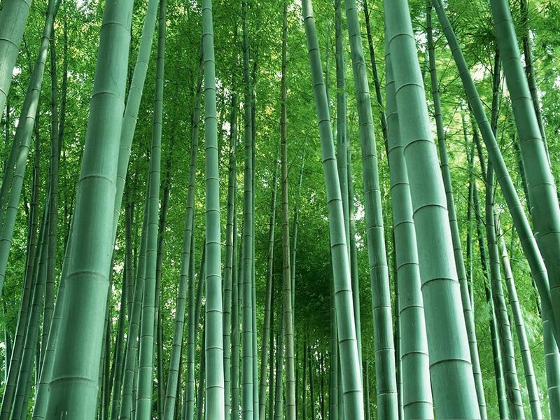 tall bamboo forest