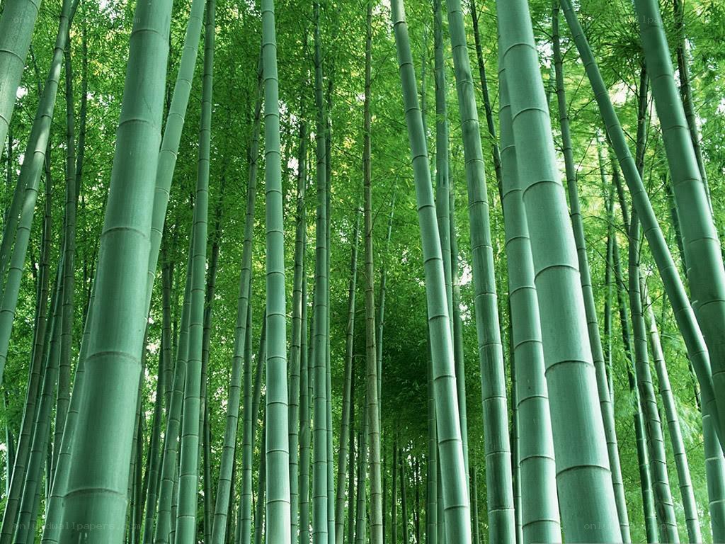 tall bamboo forest