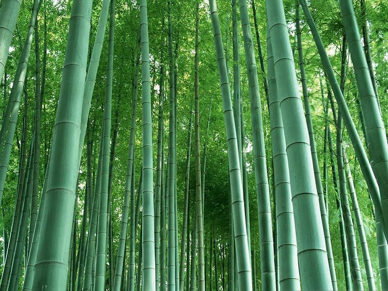 tall bamboo forest