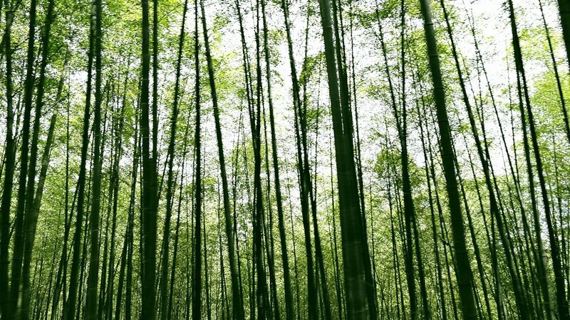 tall bamboo forest
