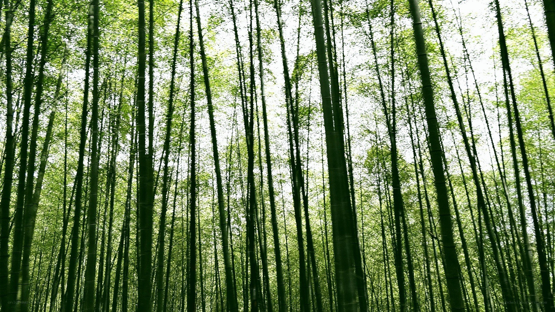 tall bamboo forest