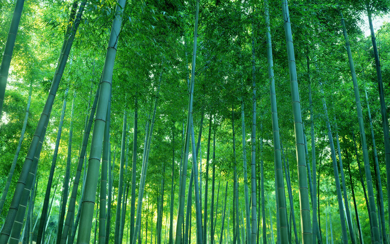 Tall bamboo forest canopy
