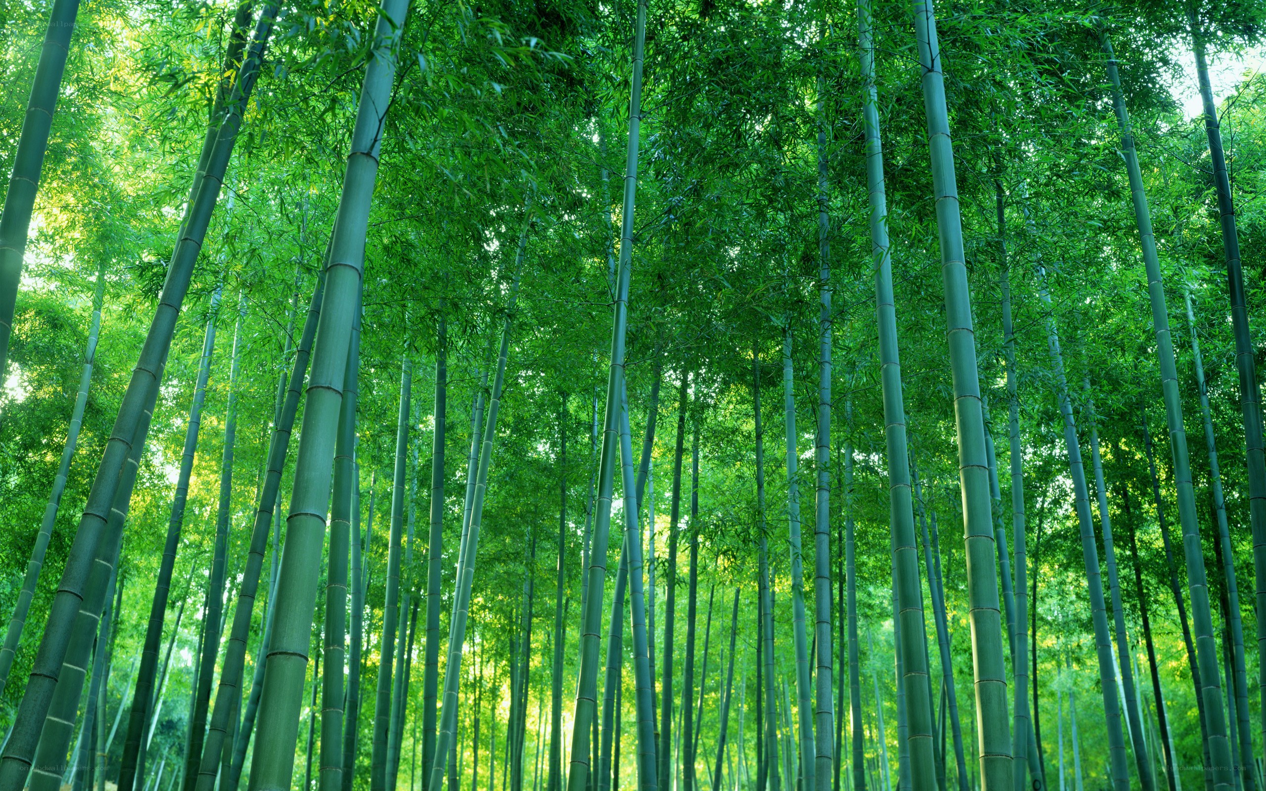 Tall bamboo forest canopy