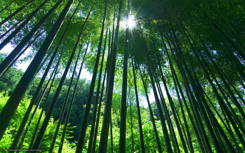 Tall Bamboo Forest — Green, Serene, Afternoon