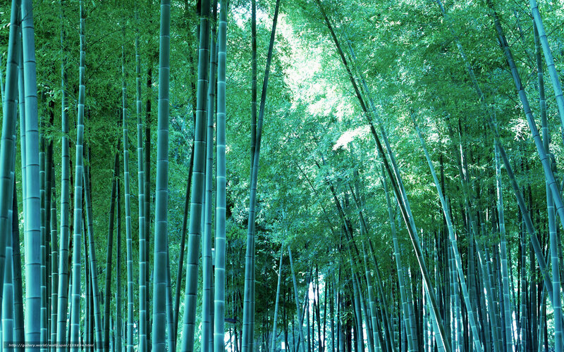Tall Bamboo Forest — Green, Serene