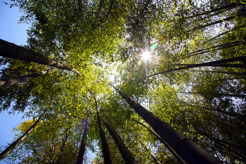 Tall Bamboo Forest — Green