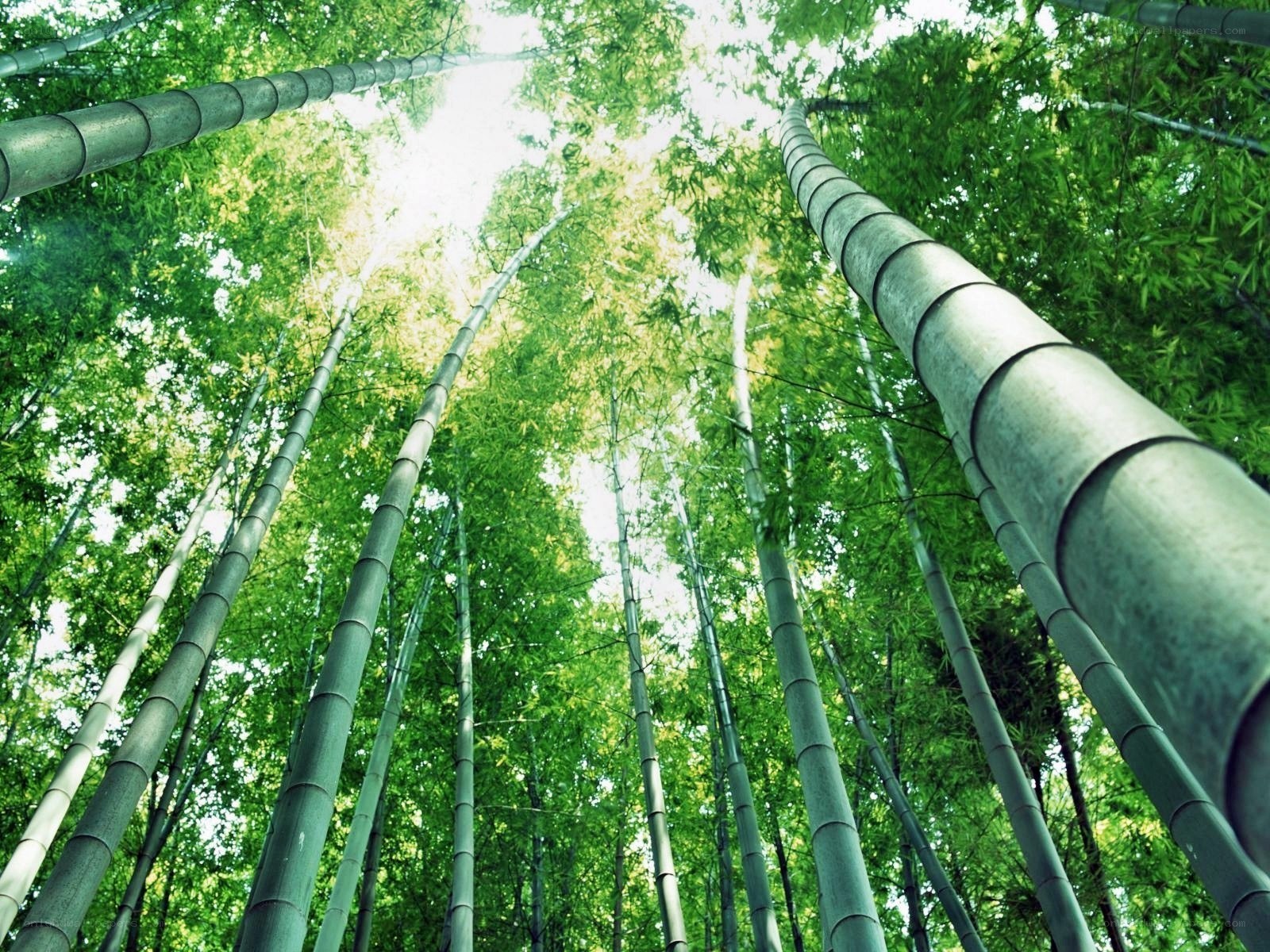tall bamboo forest view