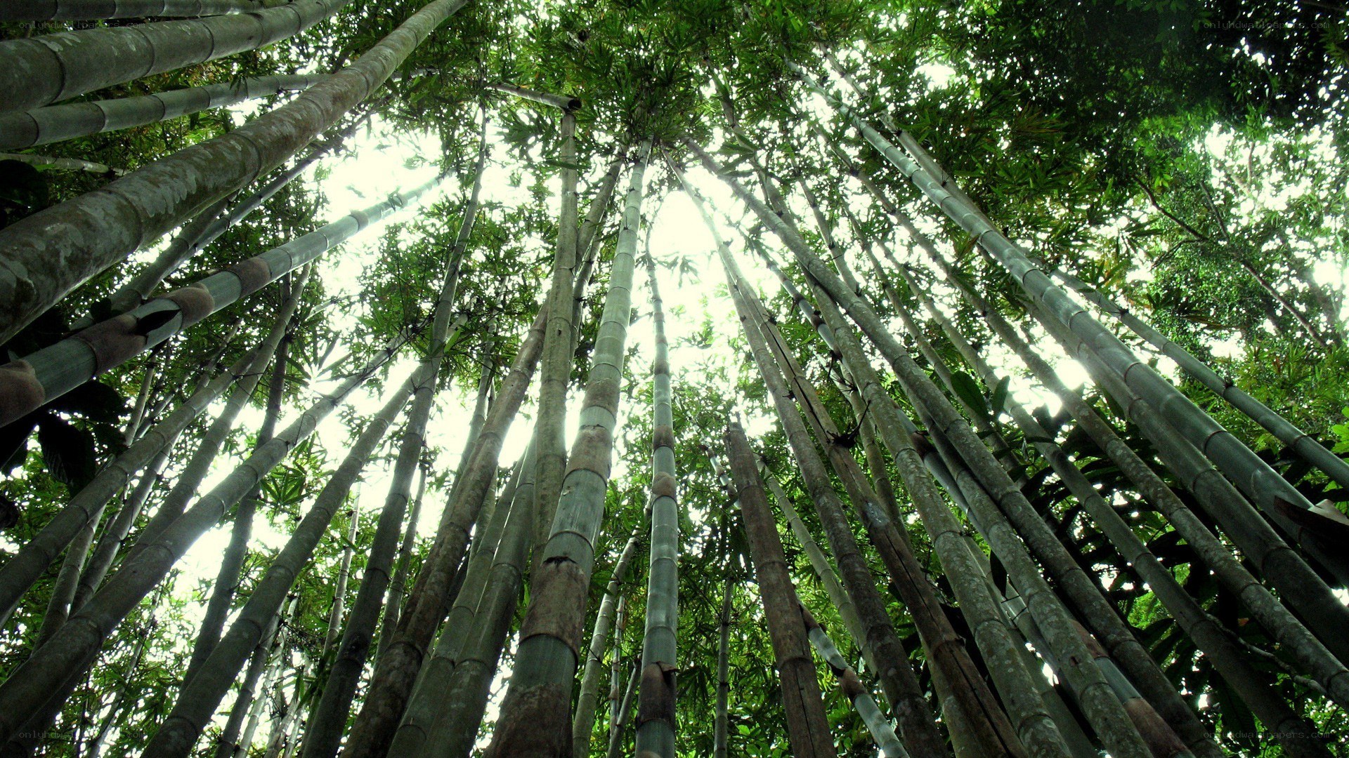 tall bamboo forest view