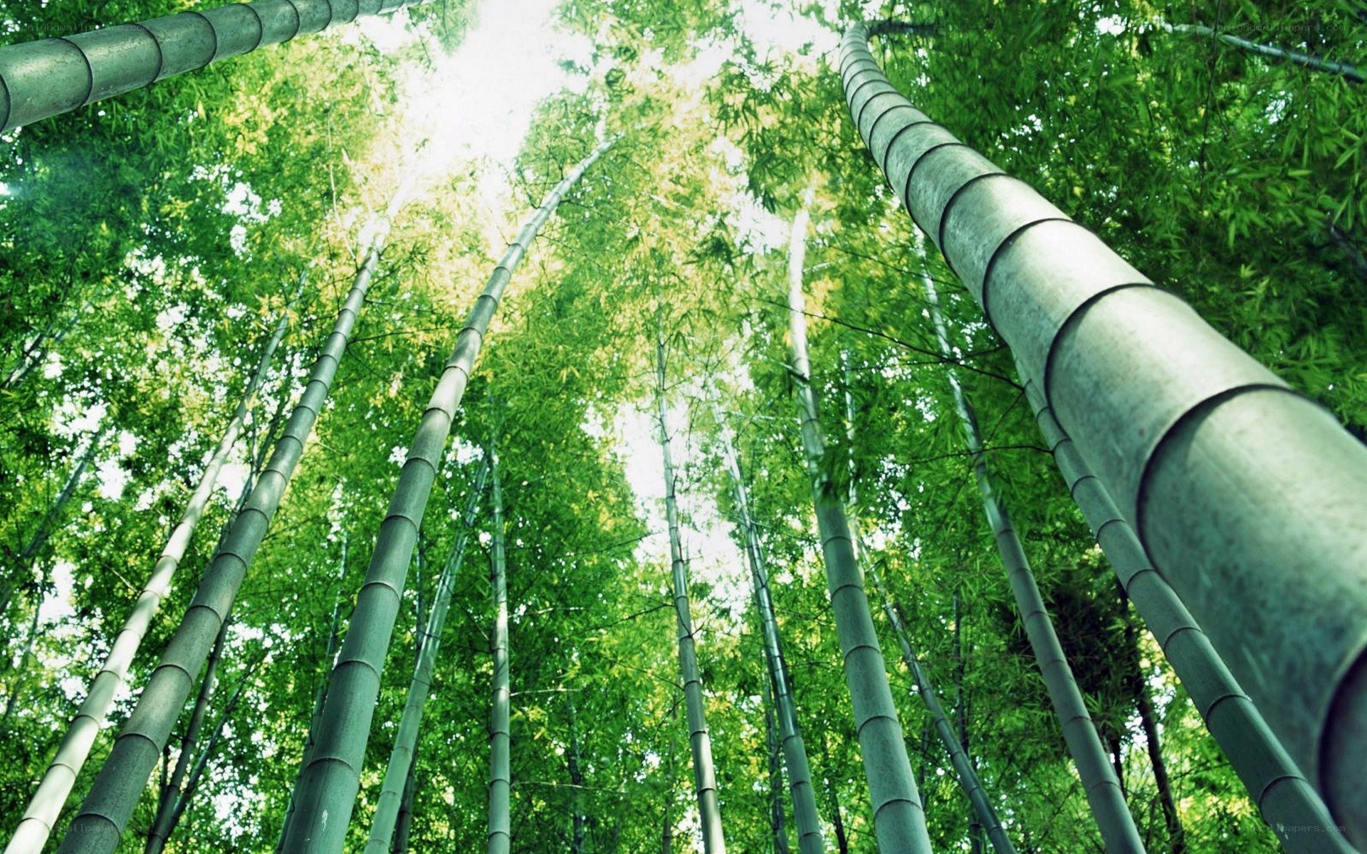 tall bamboo forest view
