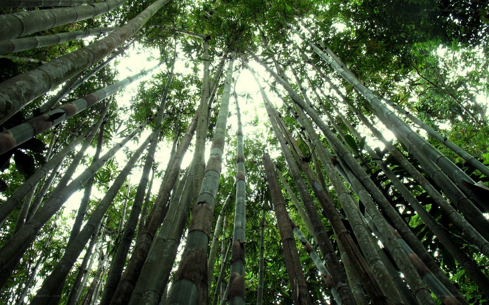 tall bamboo forest view