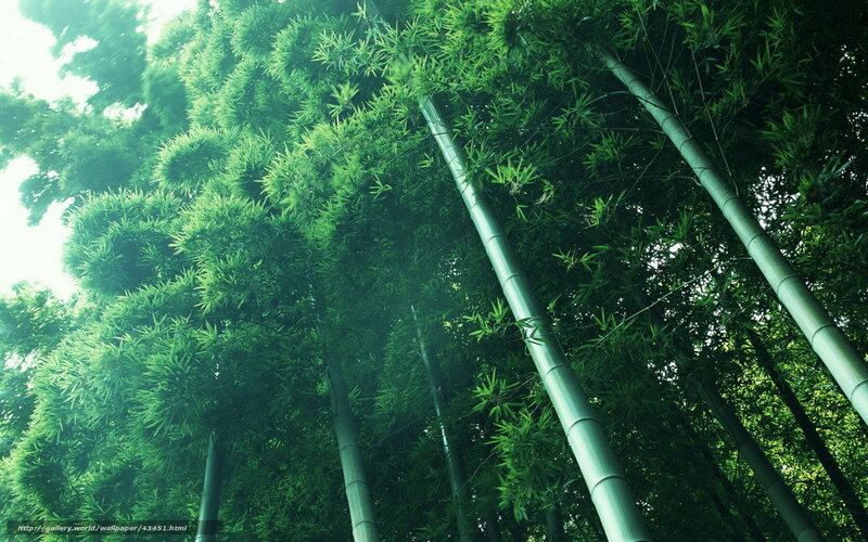 Tall bamboo forest view