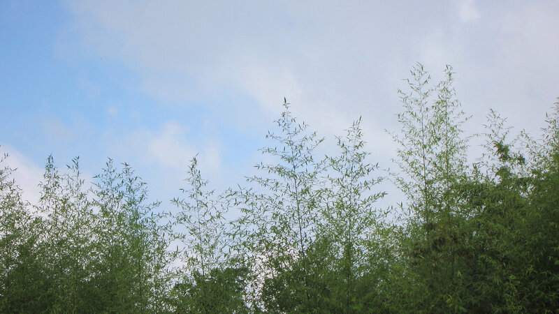 Tall Bamboo Plants