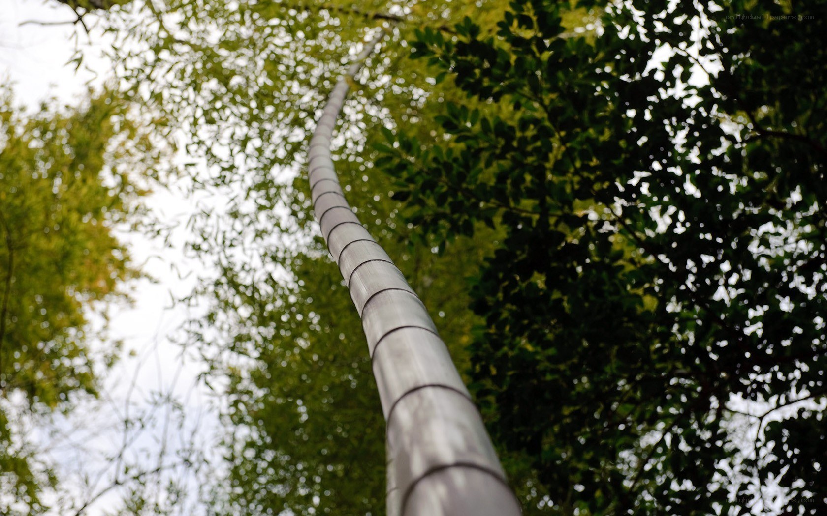 tall bamboo stalk view
