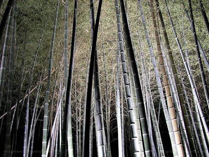 tall bamboo stalks at night