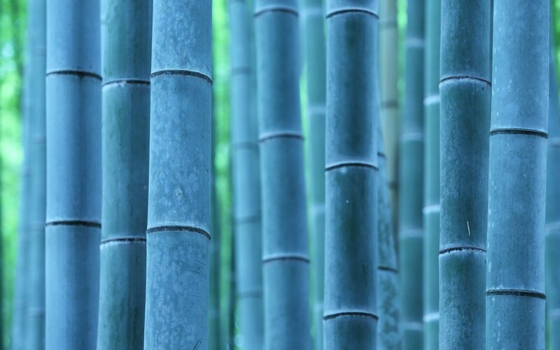 Tall Bamboo Stalks — Blue