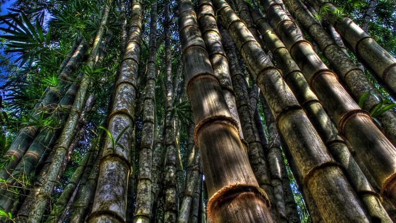 Tall Bamboo Stalks — Green, Natural