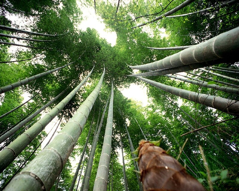 Tall Bamboo Stalks — Green, Serene, Afternoon, Photograph, Bamboo Forest