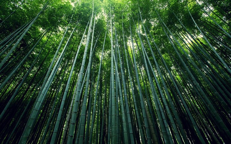 Tall Bamboo Stalks — Green, Serene, Afternoon, Photograph, Forest, Green Leaves