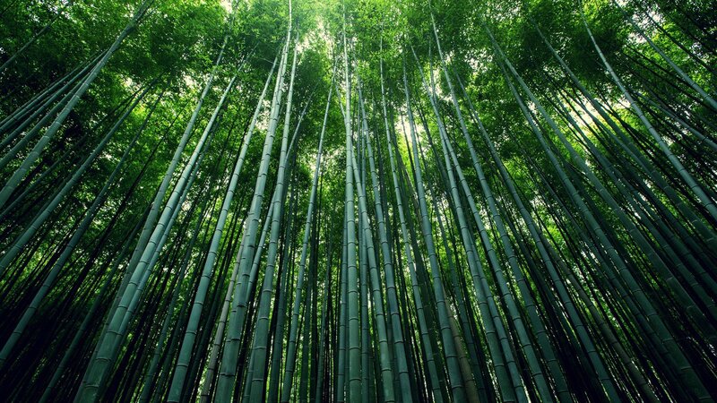 Tall Bamboo Stalks — Green, Serene, Afternoon, Photograph, Forest, Sky