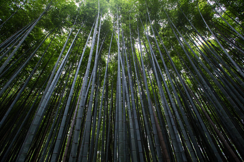 Tall Bamboo Stalks — Green, Serene, Afternoon, Photograph, Forest, Trees, Sky