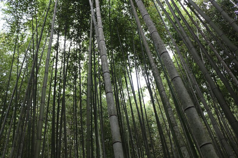 Tall Bamboo Stalks — Green, Serene, Afternoon, Photograph, Forest, Trees