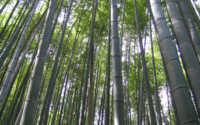 Tall Bamboo Stalks — Green, Serene, Afternoon, Photograph, Green Leaves, Sky, Gray
