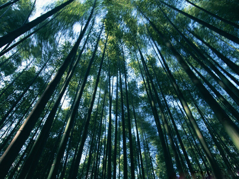 Tall Bamboo Stalks — Green, Serene, Afternoon, Photograph, Sky
