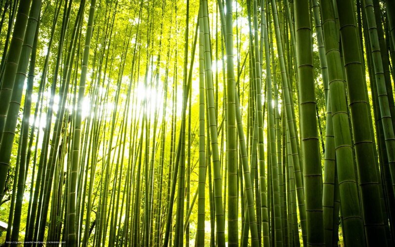 Tall Bamboo Stalks — Green, Serene, Afternoon, Photograph, Sunlight