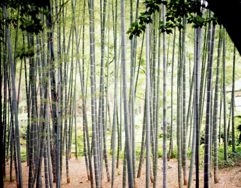 Tall Bamboo Stalks — Green, Serene, Afternoon, Photograph, Trees, Leaves