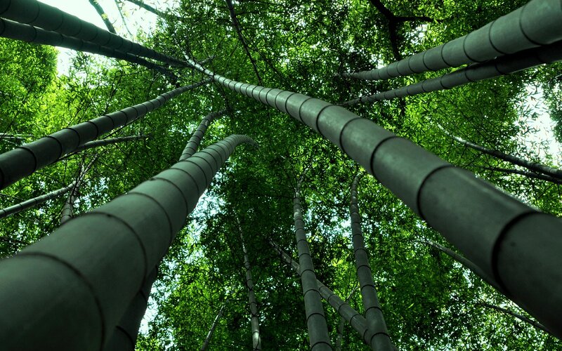Tall Bamboo Stalks — Green, Serene, Afternoon