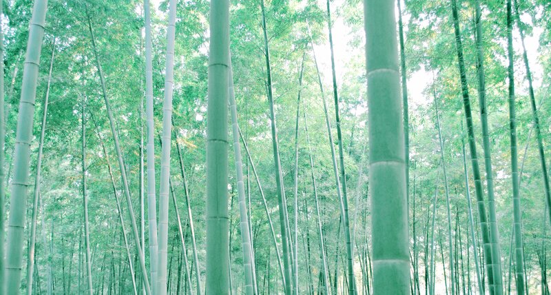 Tall Bamboo Stalks — Green, Serene, Morning, Photograph, Forest