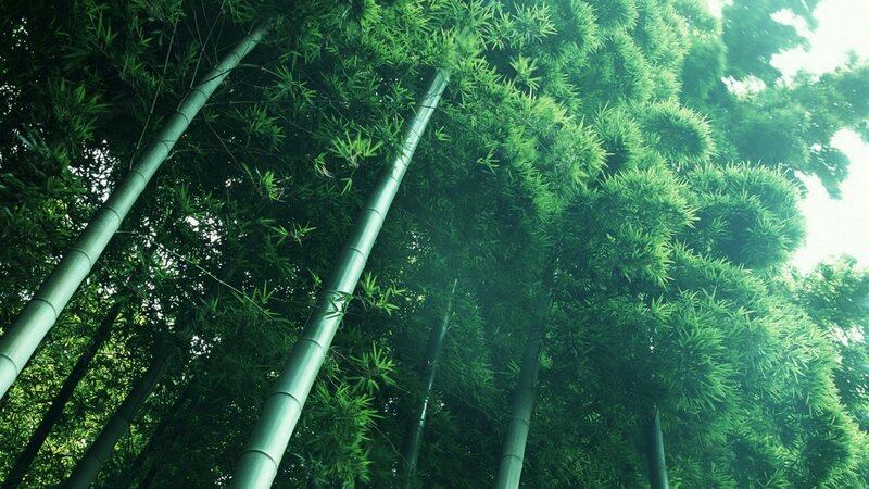 Tall Bamboo Stalks — Green, Serene, Morning, Photograph, Green Leaves