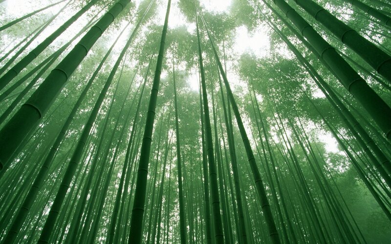 Tall Bamboo Stalks — Green, Serene, Morning