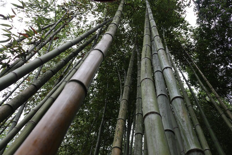 Tall Bamboo Stalks — Green, Serene, Photograph