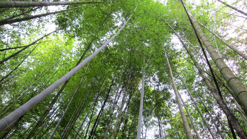 Tall Bamboo Stalks — Green, Serene