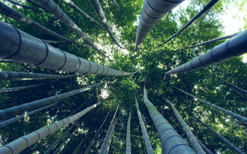 Tall Bamboo Stalks — Green