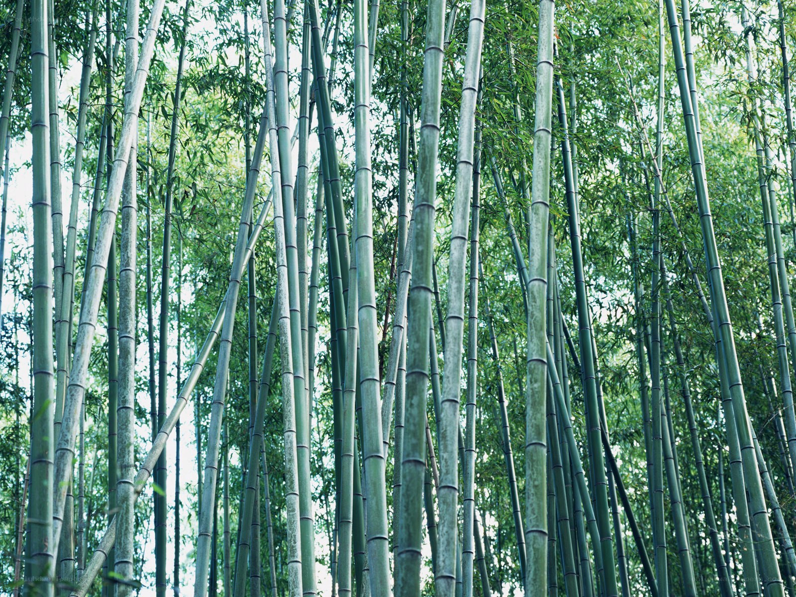 tall bamboo stalks in forest