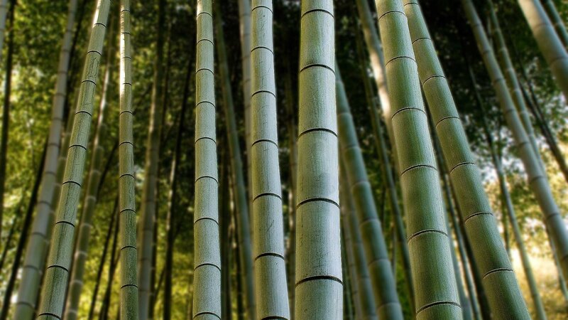 tall bamboo stalks in forest