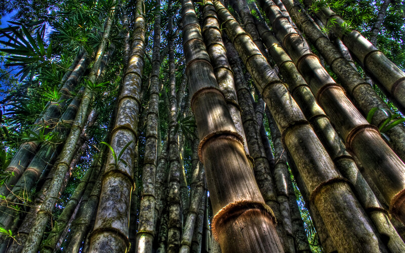 Tall Bamboo Stalks