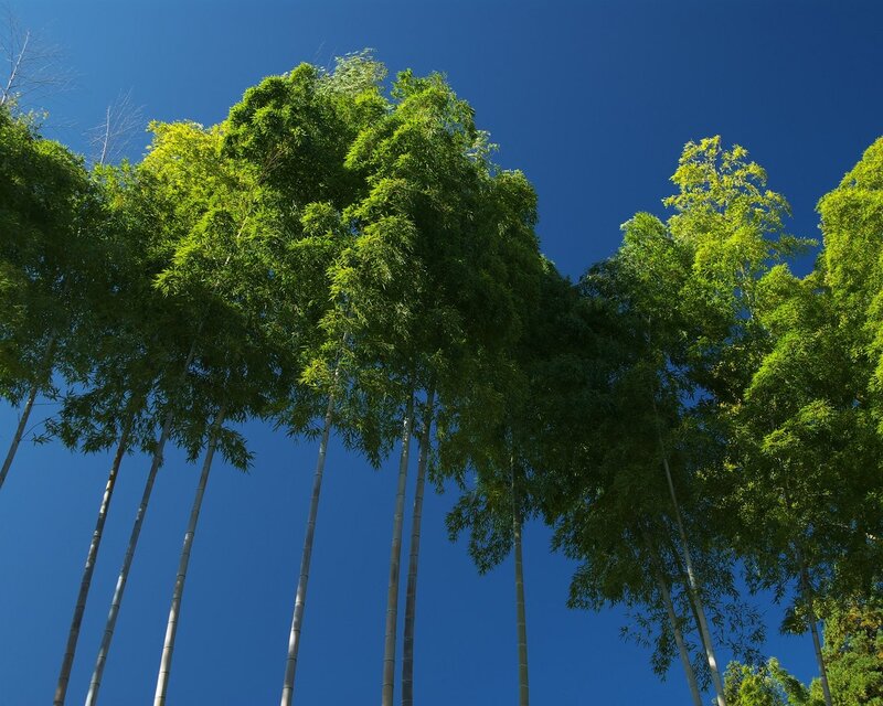 tall bamboo trees against blue sky