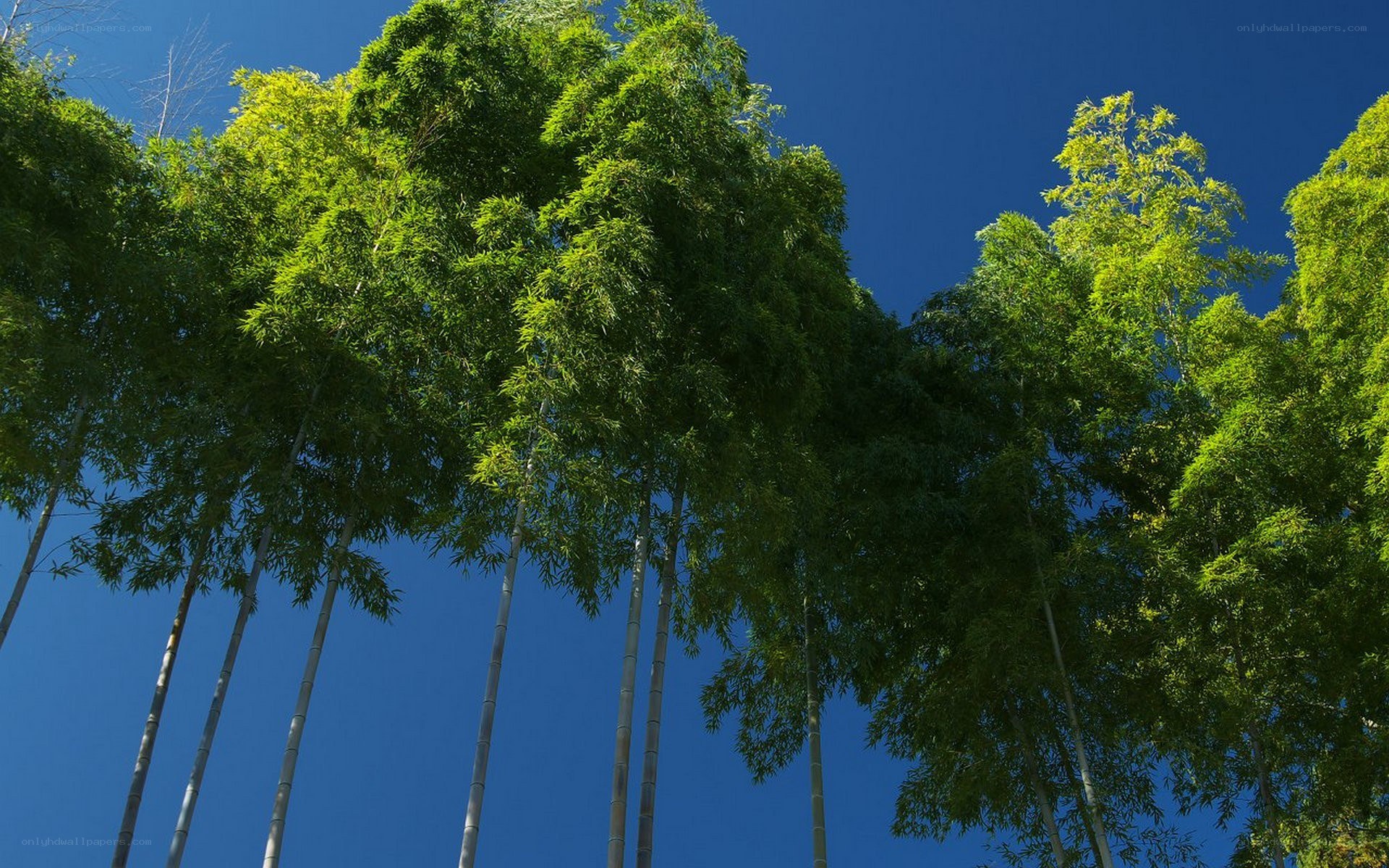tall bamboo trees against blue sky