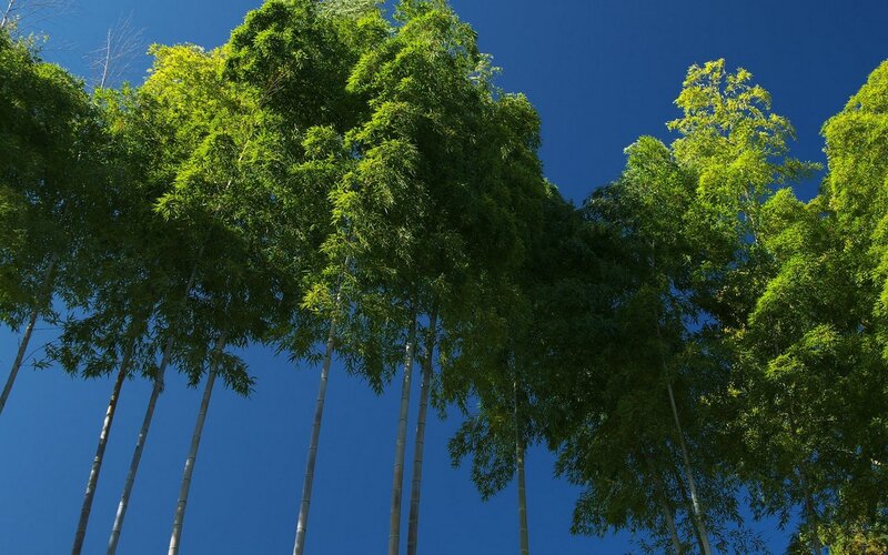 Tall Bamboo Trees — Green, Serene