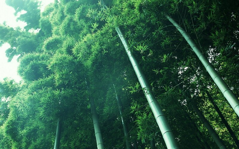 Tall Bamboo Trees