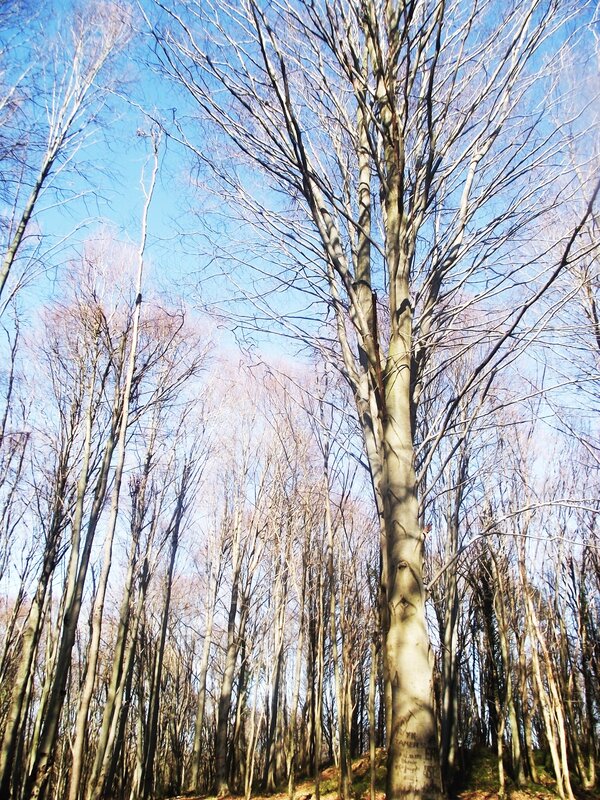 Tall Beech Tree