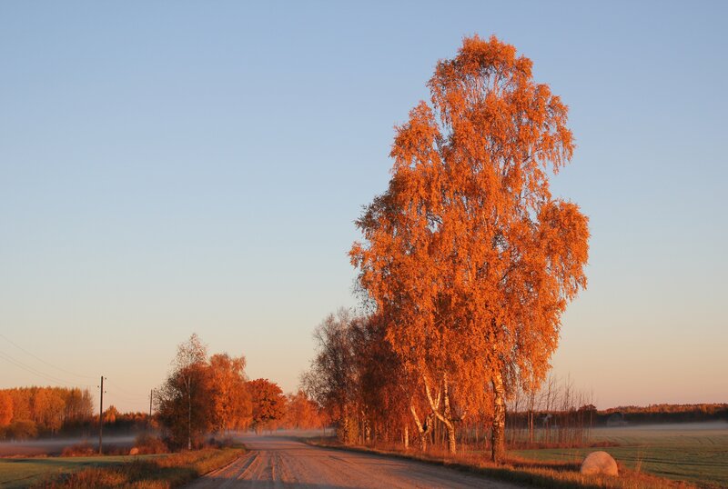Tall Birch Tree — Orange