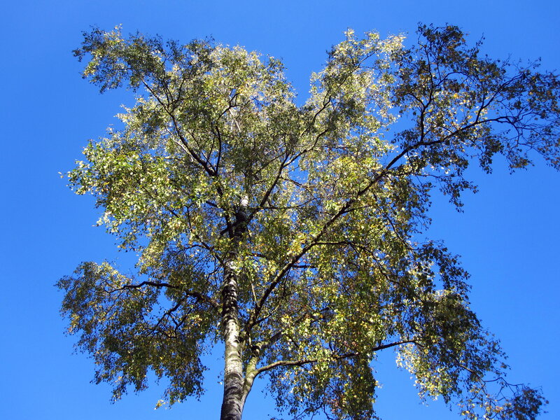 Tall Birch Tree